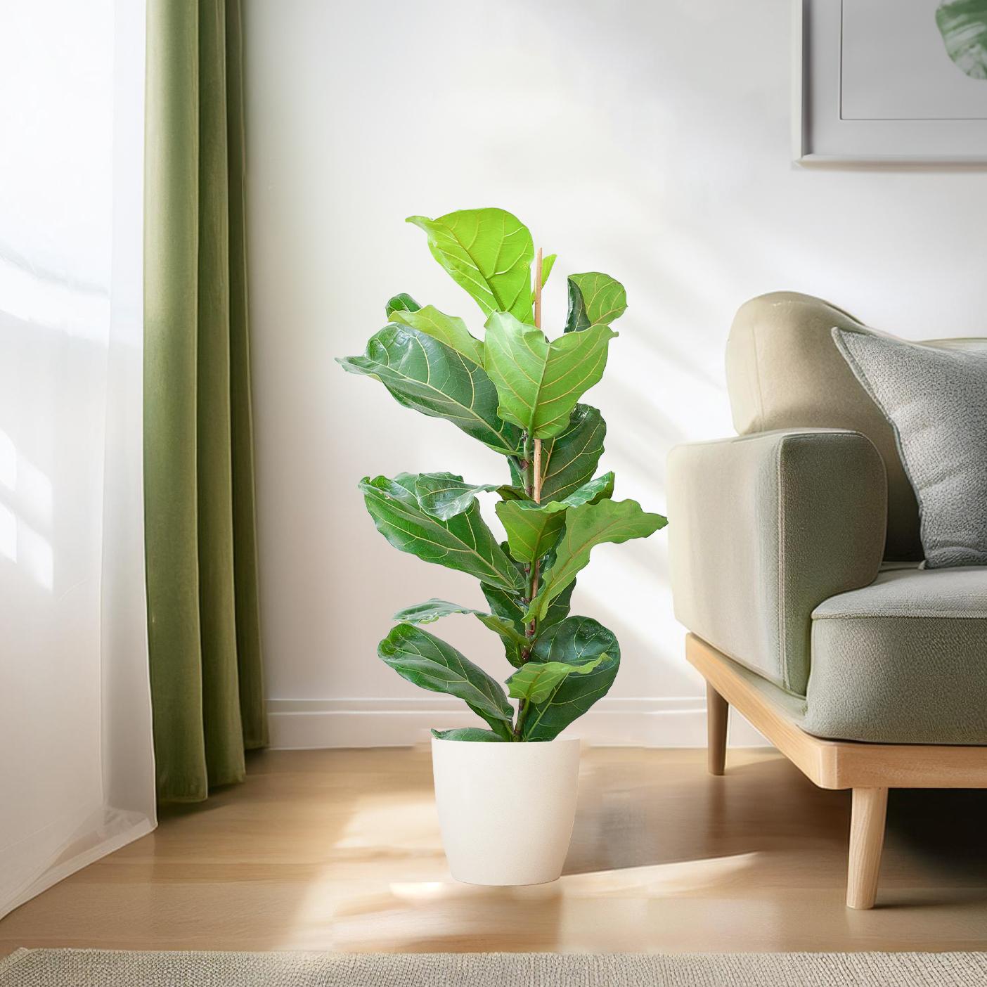 Ficus Lyrata