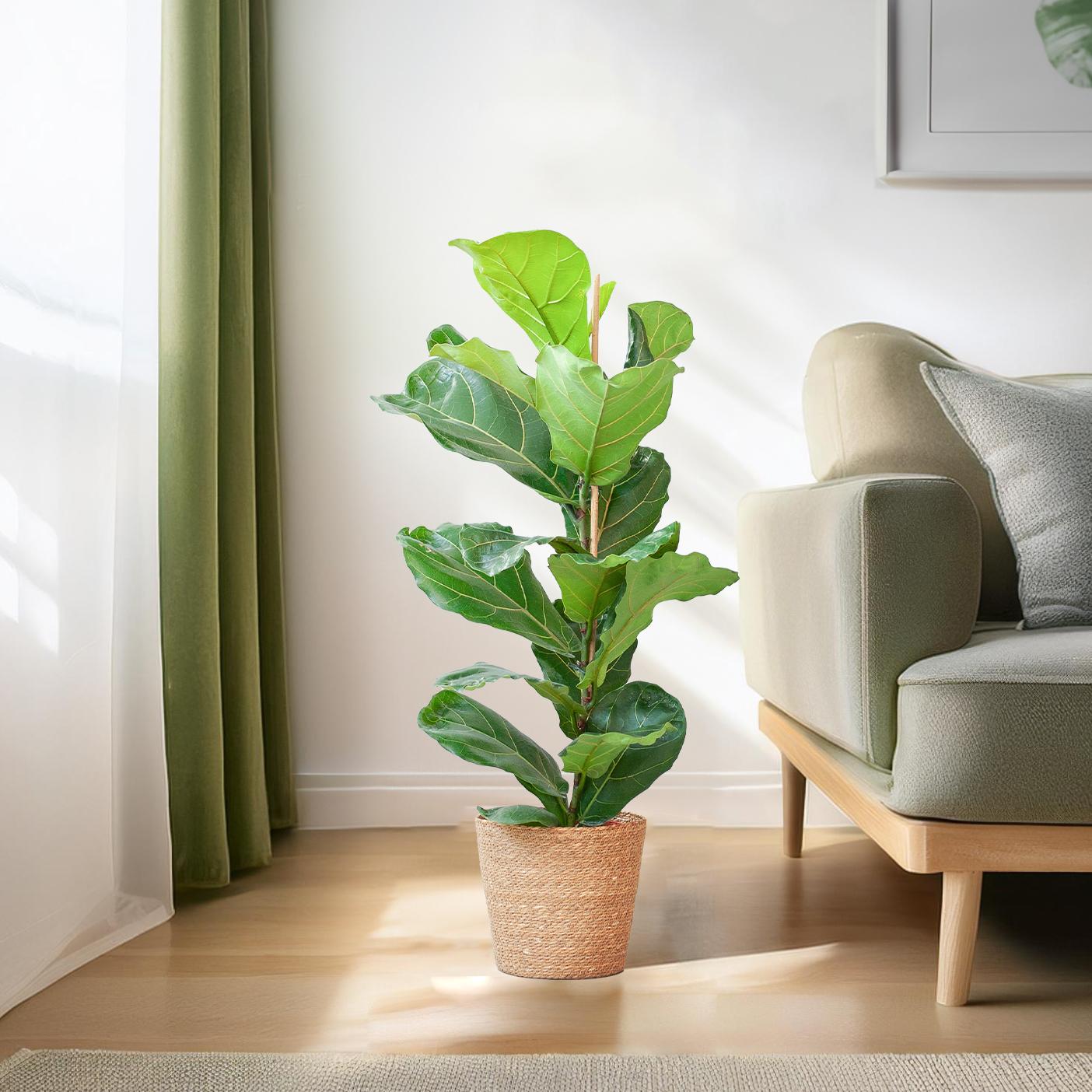 Ficus Lyrata