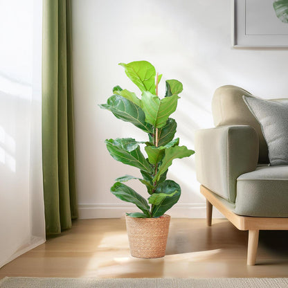 Ficus Lyrata
