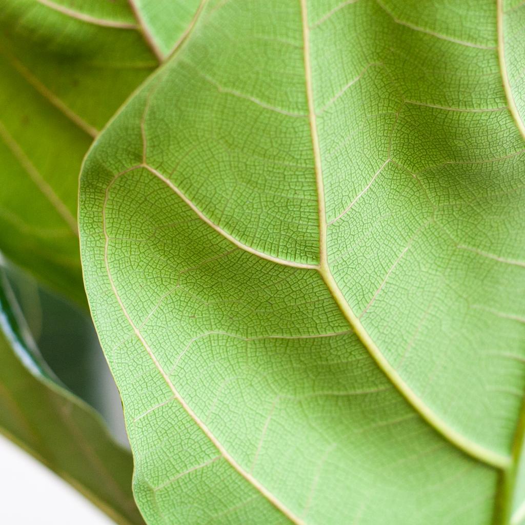 Ficus Lyrata