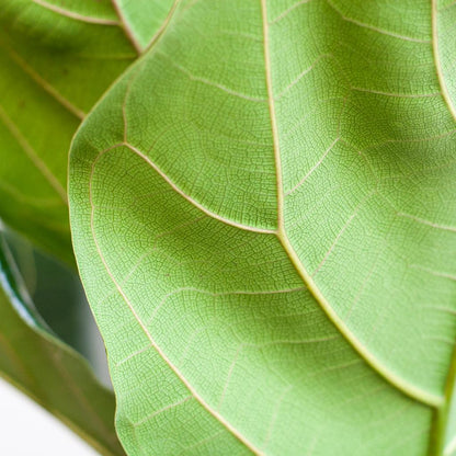 Ficus Lyrata