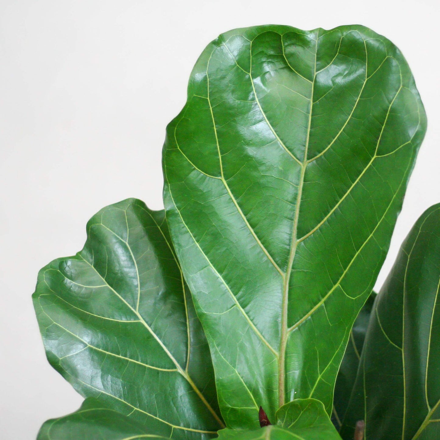 Ficus Lyrata