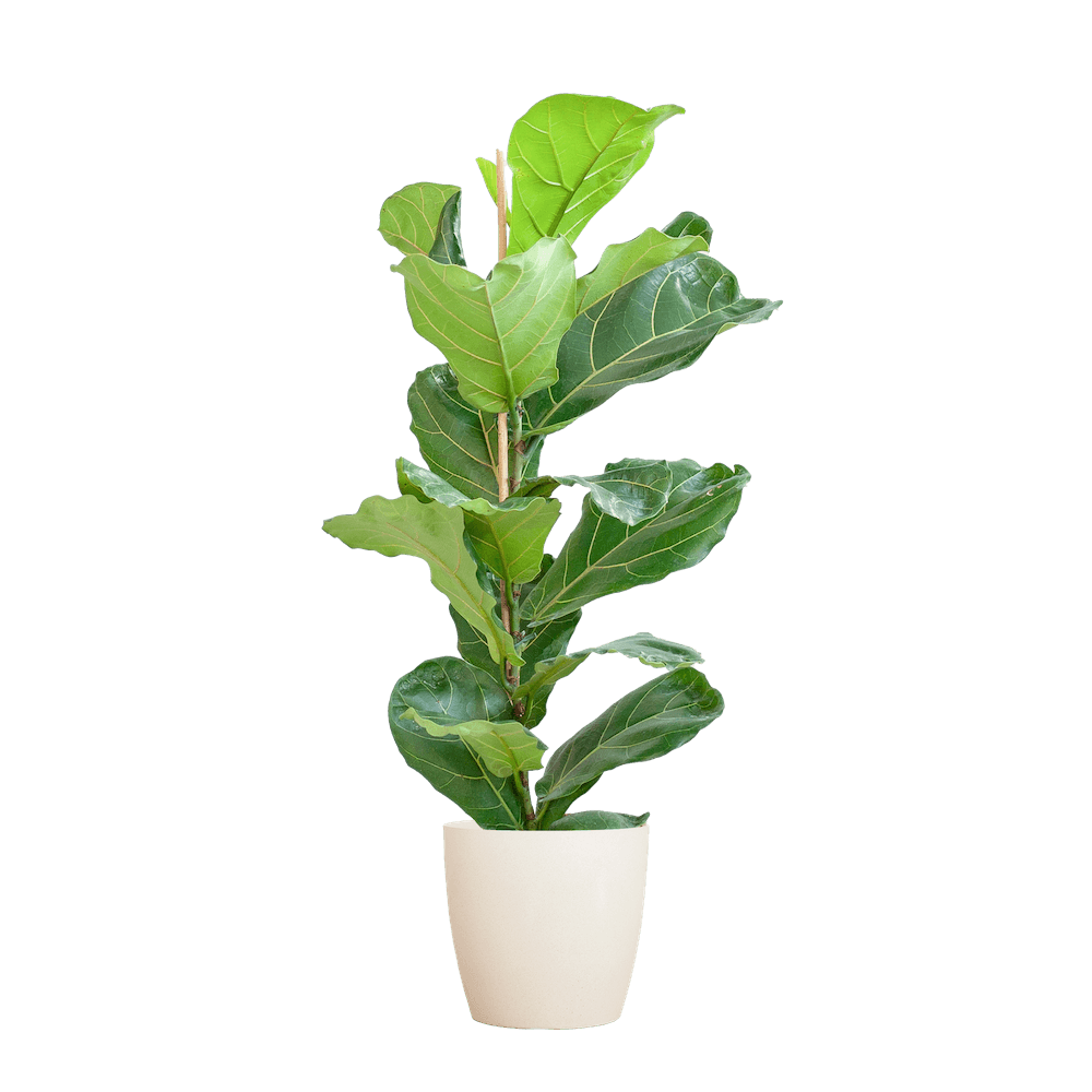 Ficus Lyrata