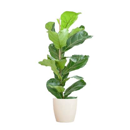 Ficus Lyrata