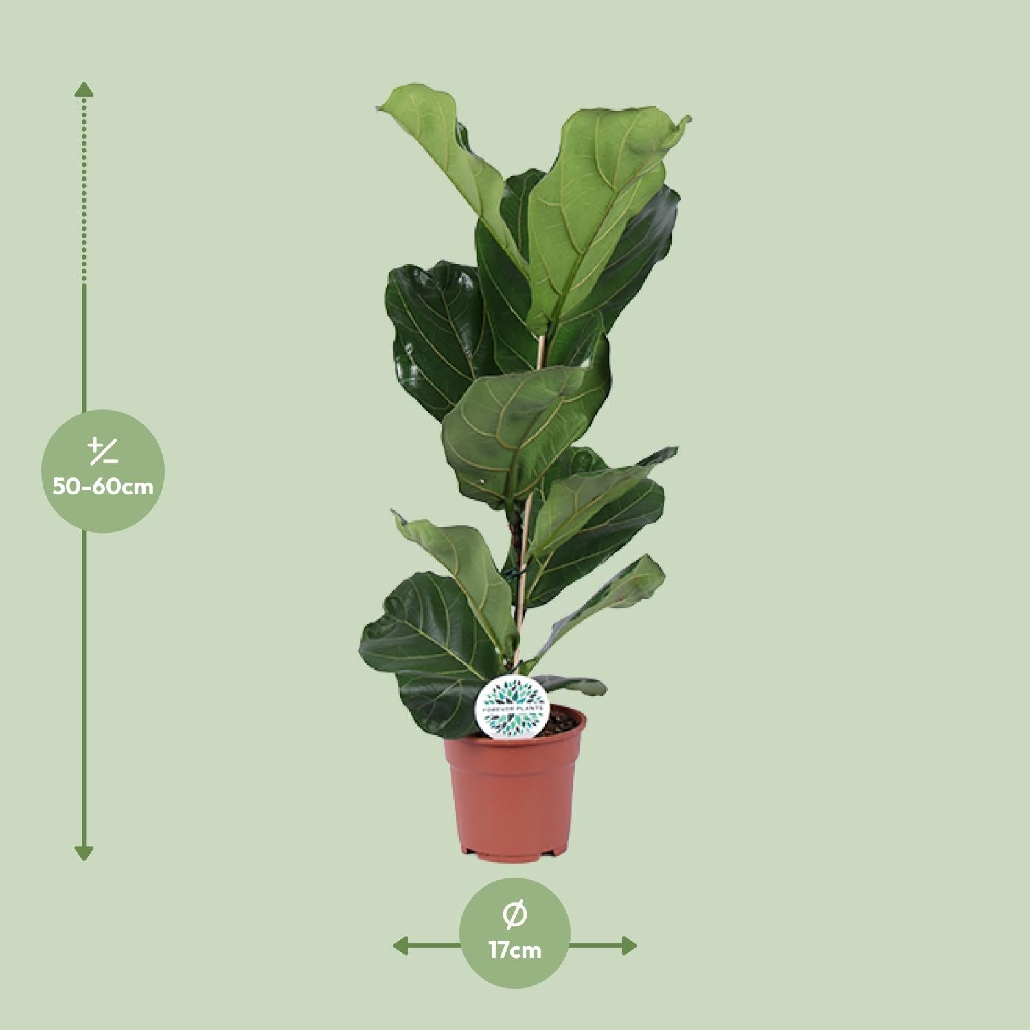 Ficus Lyrata