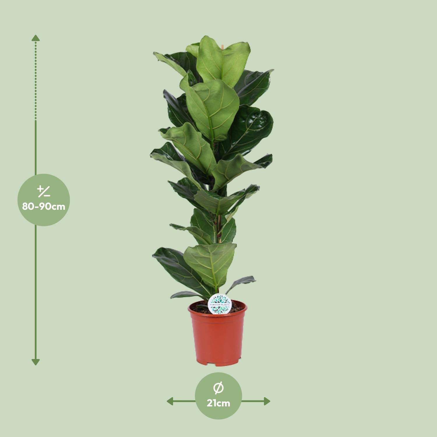 Ficus Lyrata
