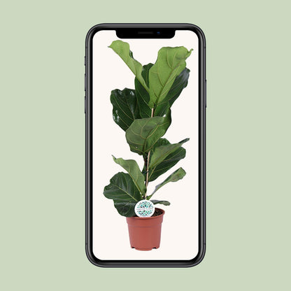 Ficus Lyrata