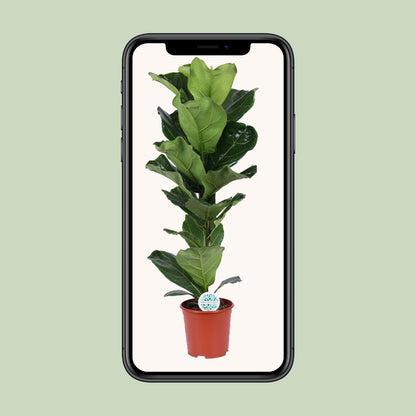 Ficus Lyrata