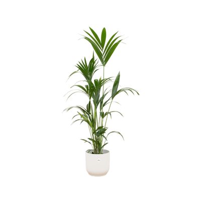 Kentia palm