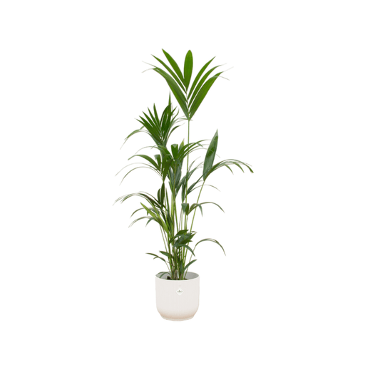 Kentia palm