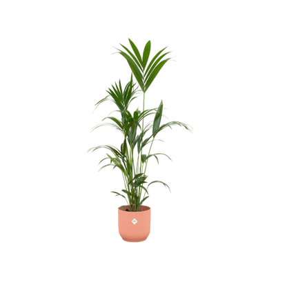 Kentia palm