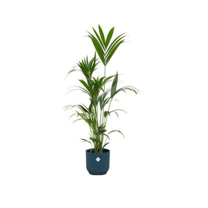 Kentia palm