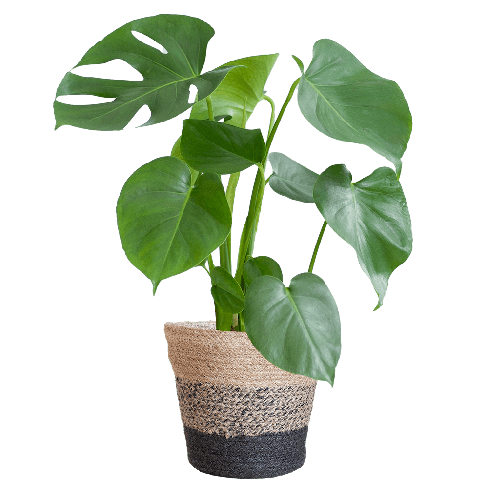 Monstera Deliciosa