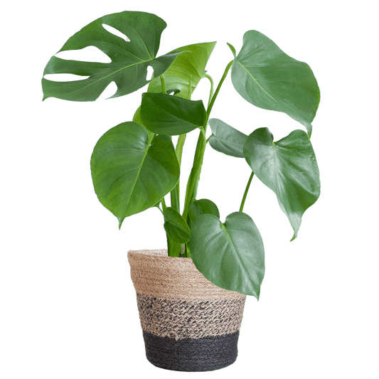 Monstera Deliciosa