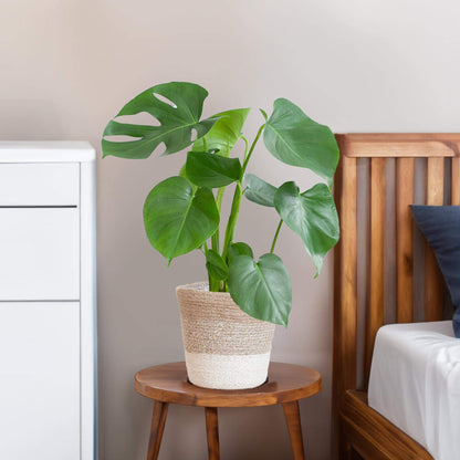 Monstera Deliciosa