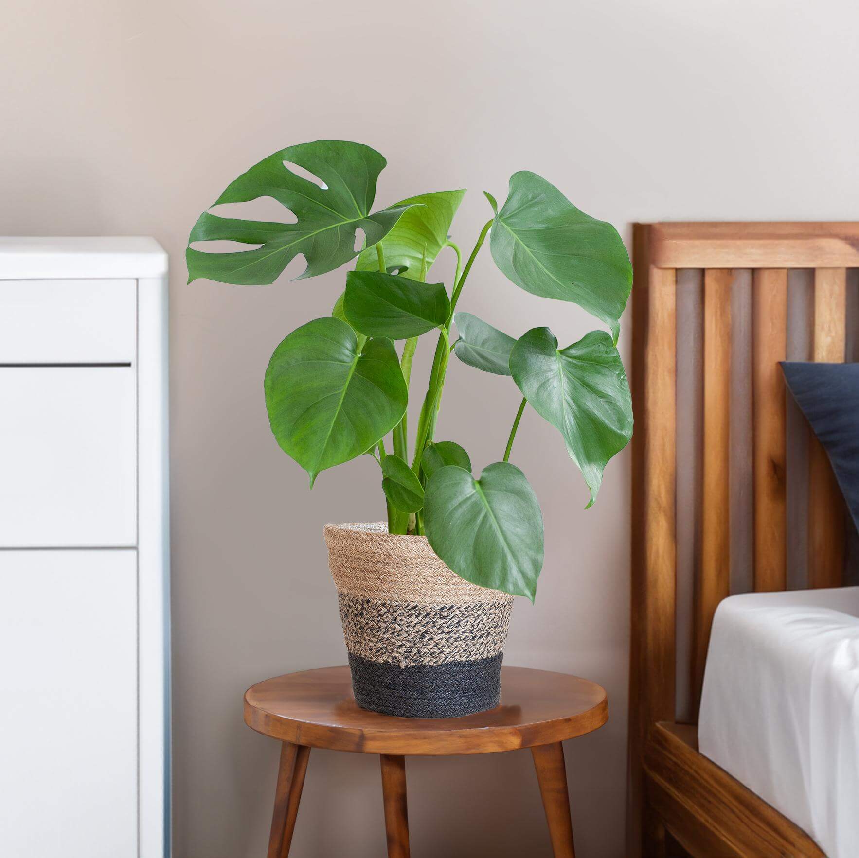 Monstera Deliciosa