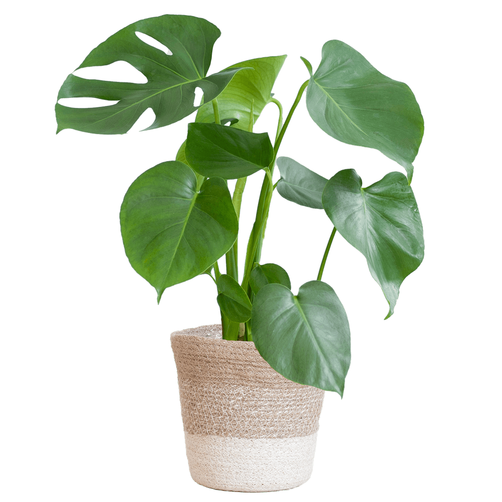 Monstera Deliciosa
