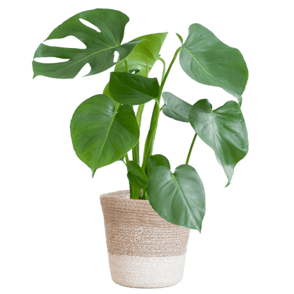 Monstera Deliciosa