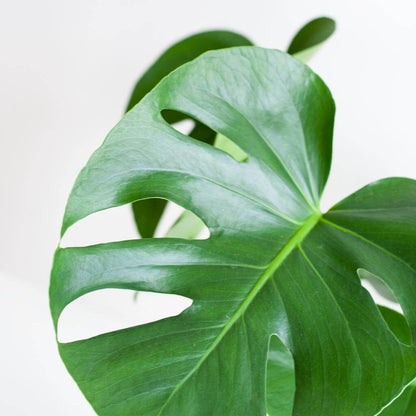 Monstera Deliciosa