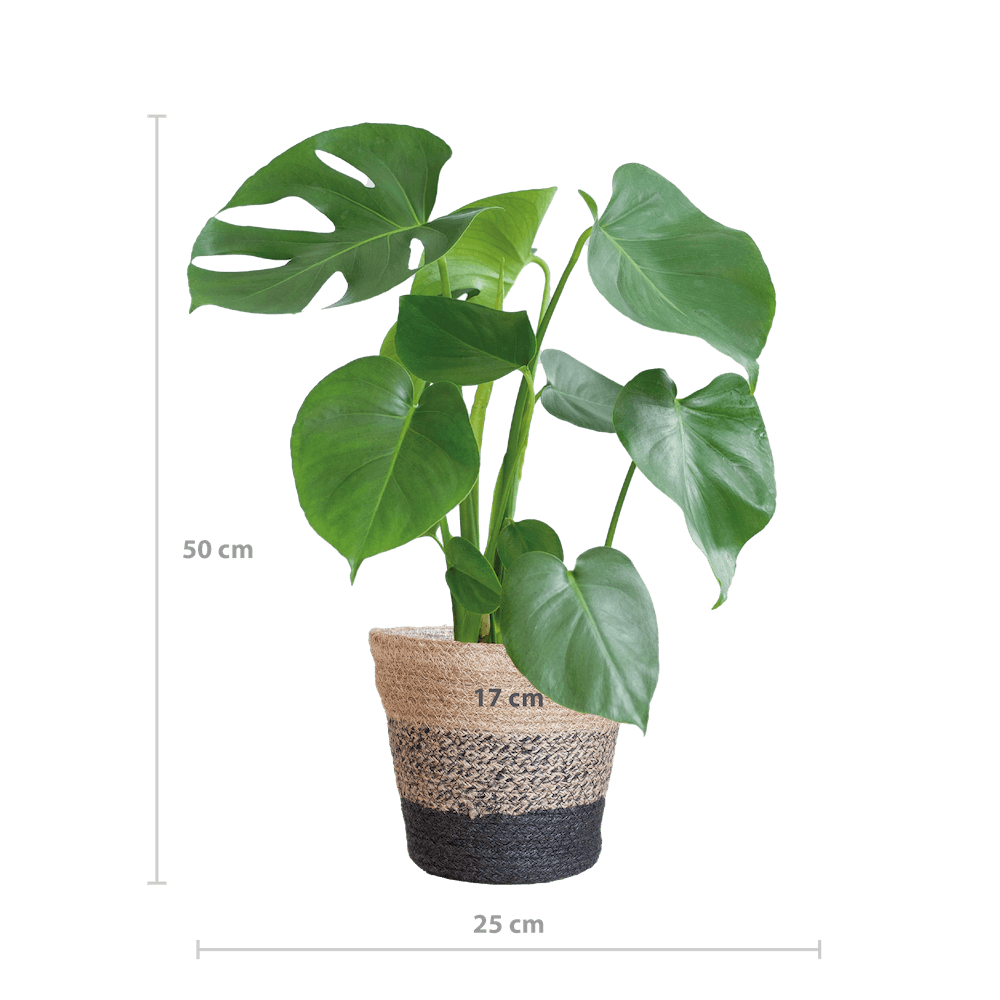 Monstera Deliciosa