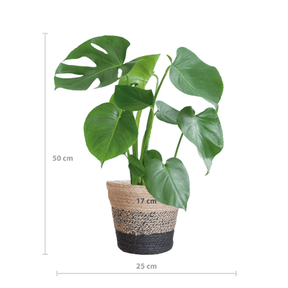 Monstera Deliciosa