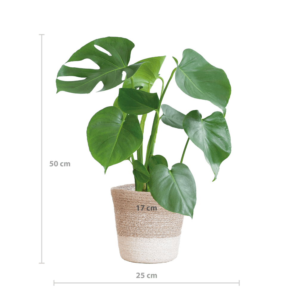 Monstera Deliciosa