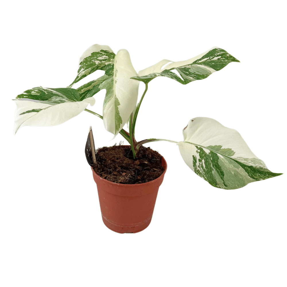 Monstera Deliciosa Variegata Super White