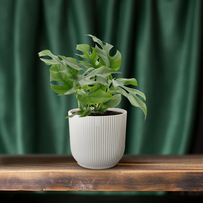 Monstera Minima