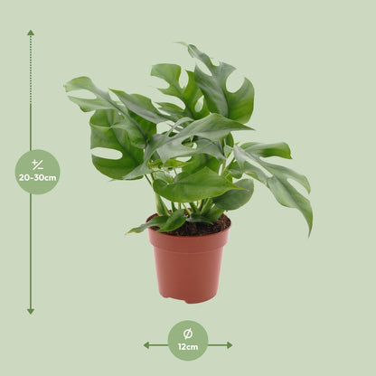 Monstera Minima