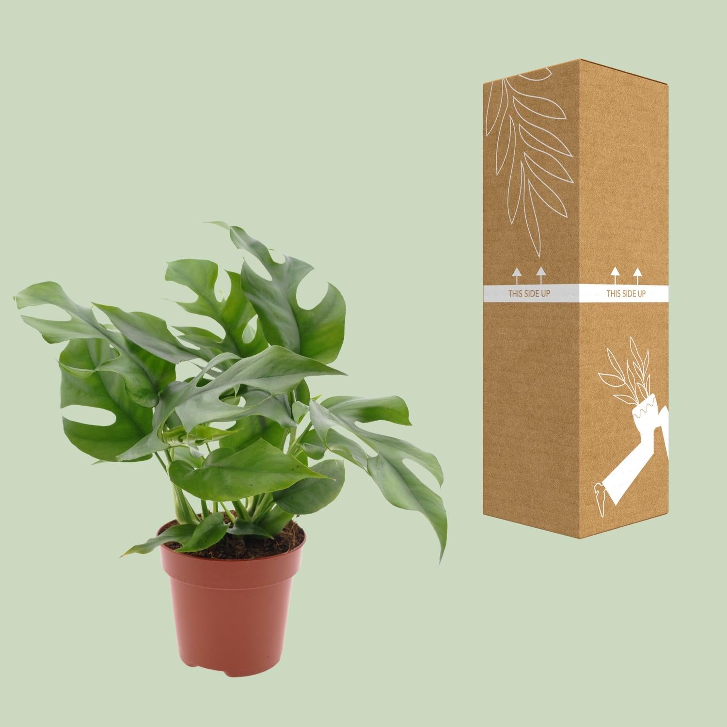 Monstera Minima