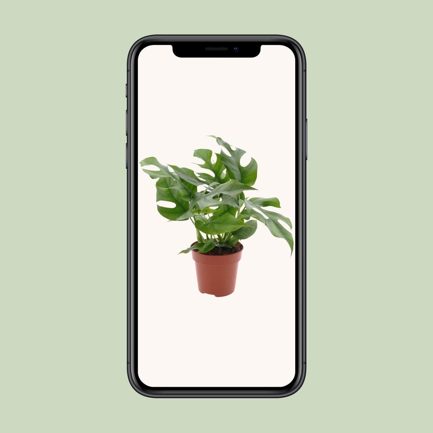 Monstera Minima