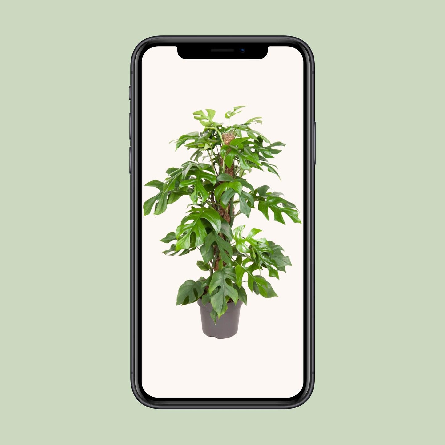 Monstera Minima