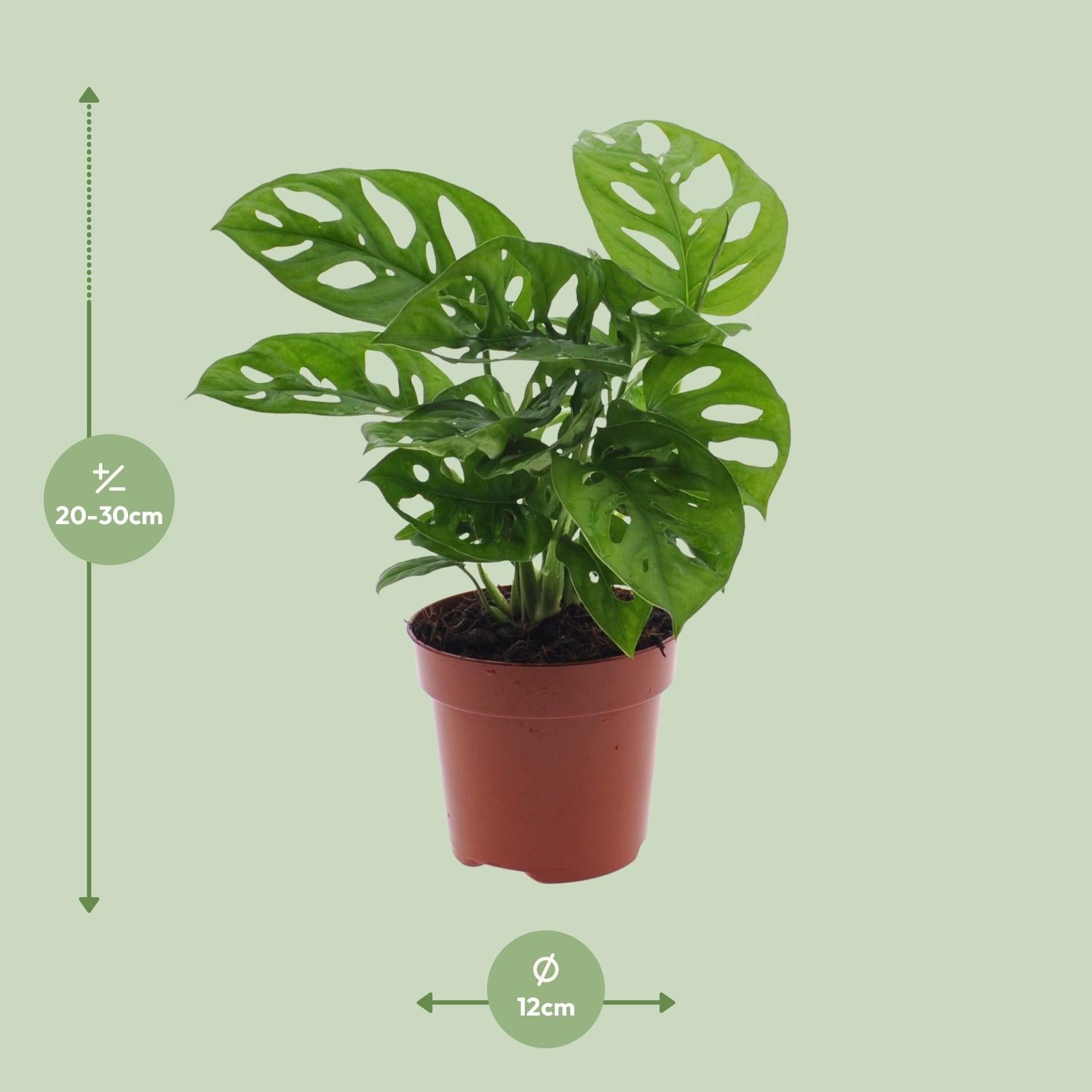 Monstera Monkey Leaf