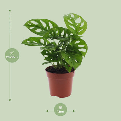 Monstera Monkey Leaf