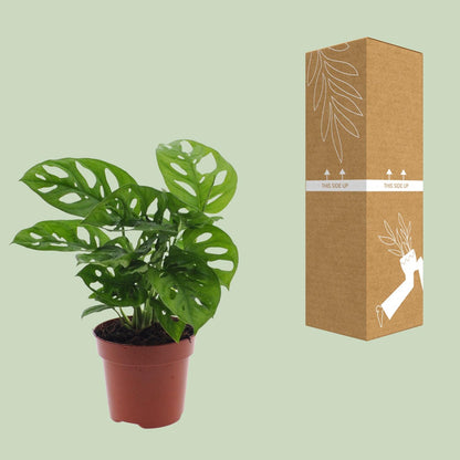 Monstera Monkey Leaf