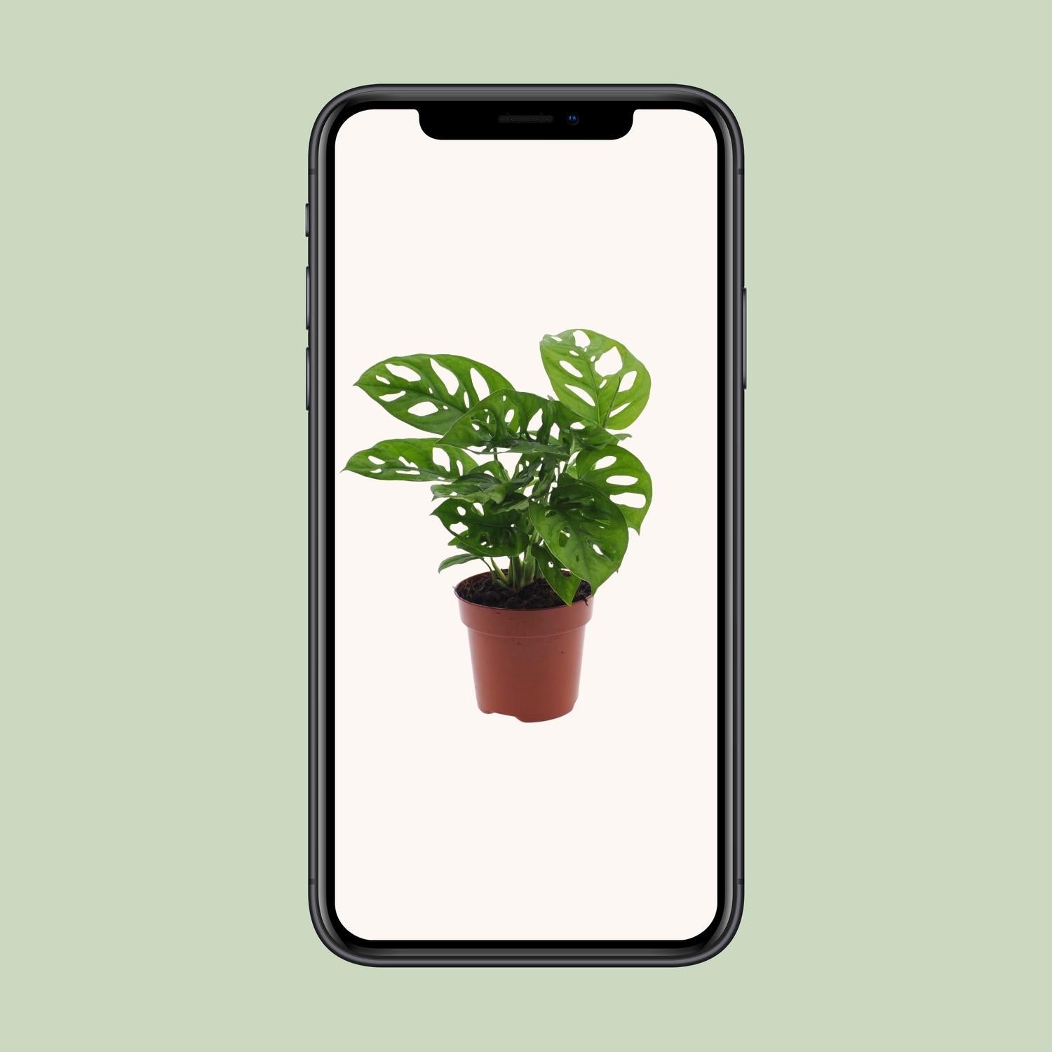 Monstera Monkey Leaf