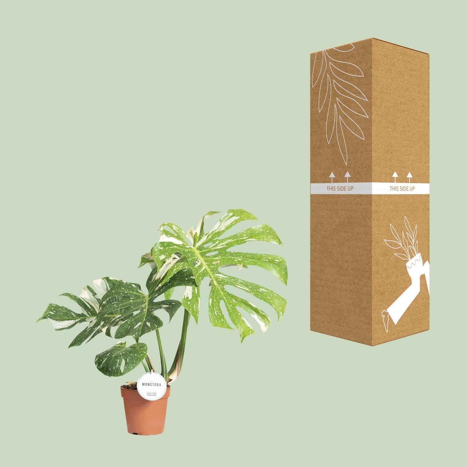 Monstera Thai Constellation