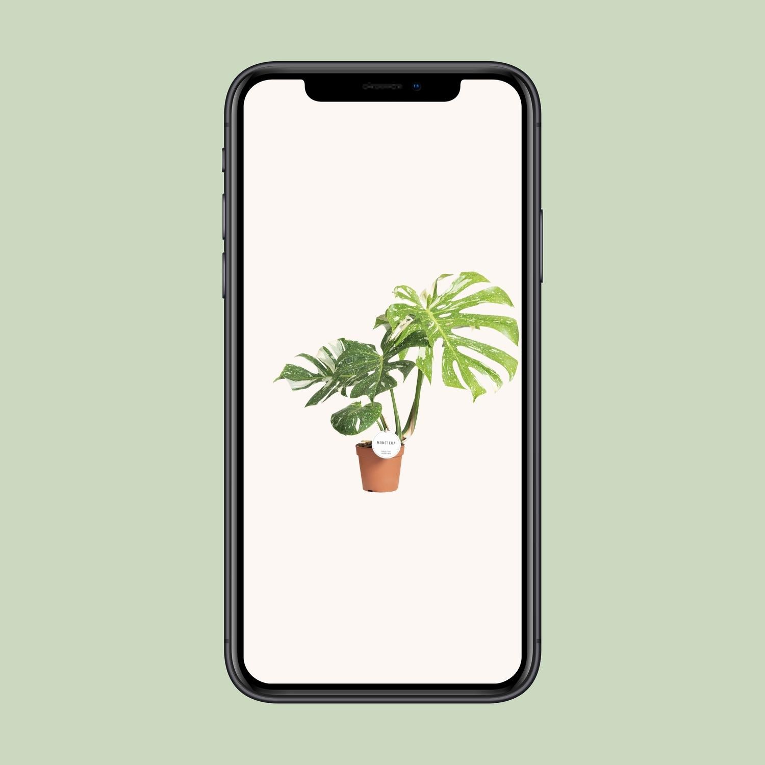 Monstera Thai Constellation