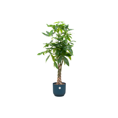 Pachira Aquatica