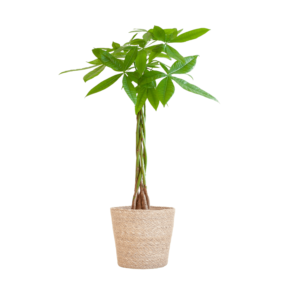 Pachira Aquatica