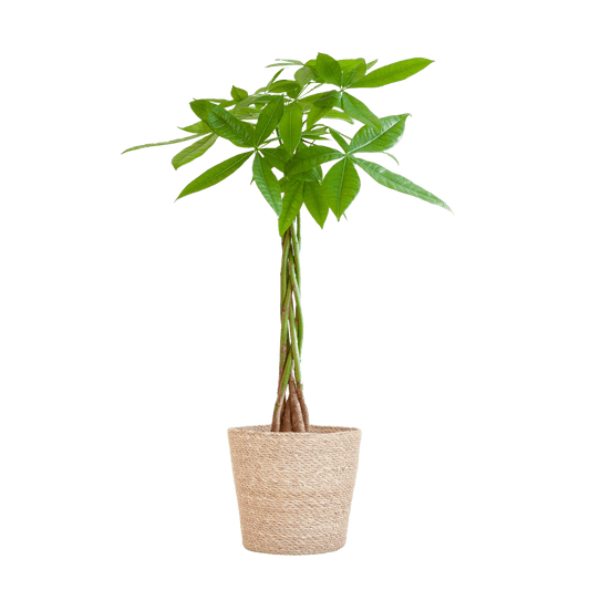 Pachira Aquatica