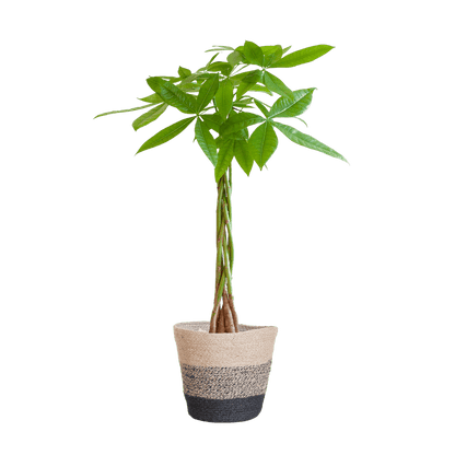 Pachira Aquatica