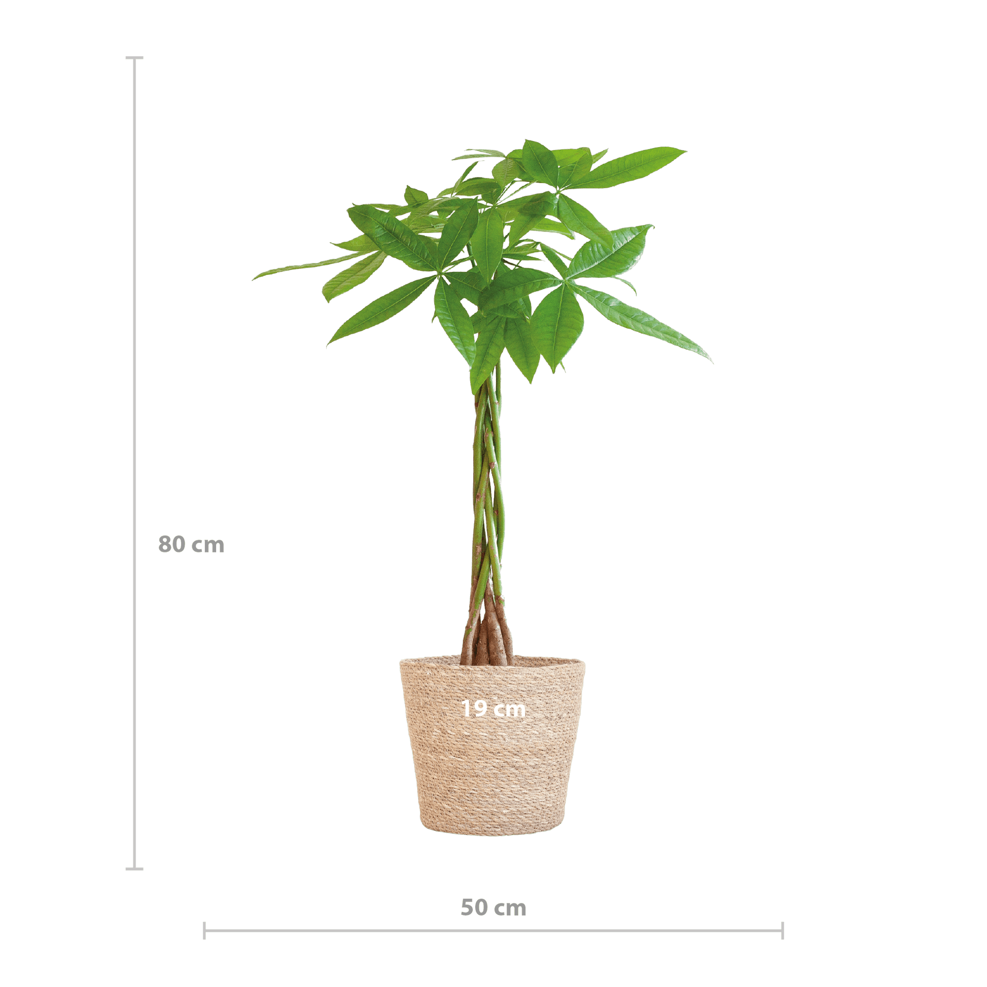 Pachira Aquatica
