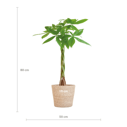Pachira Aquatica