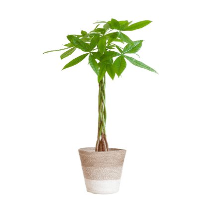 Pachira Aquatica