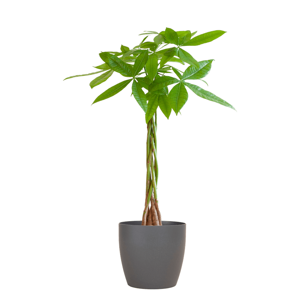 Pachira Aquatica