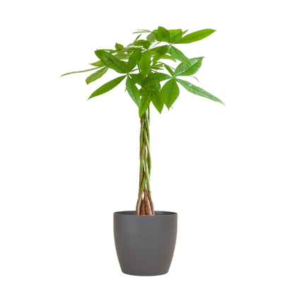 Pachira Aquatica