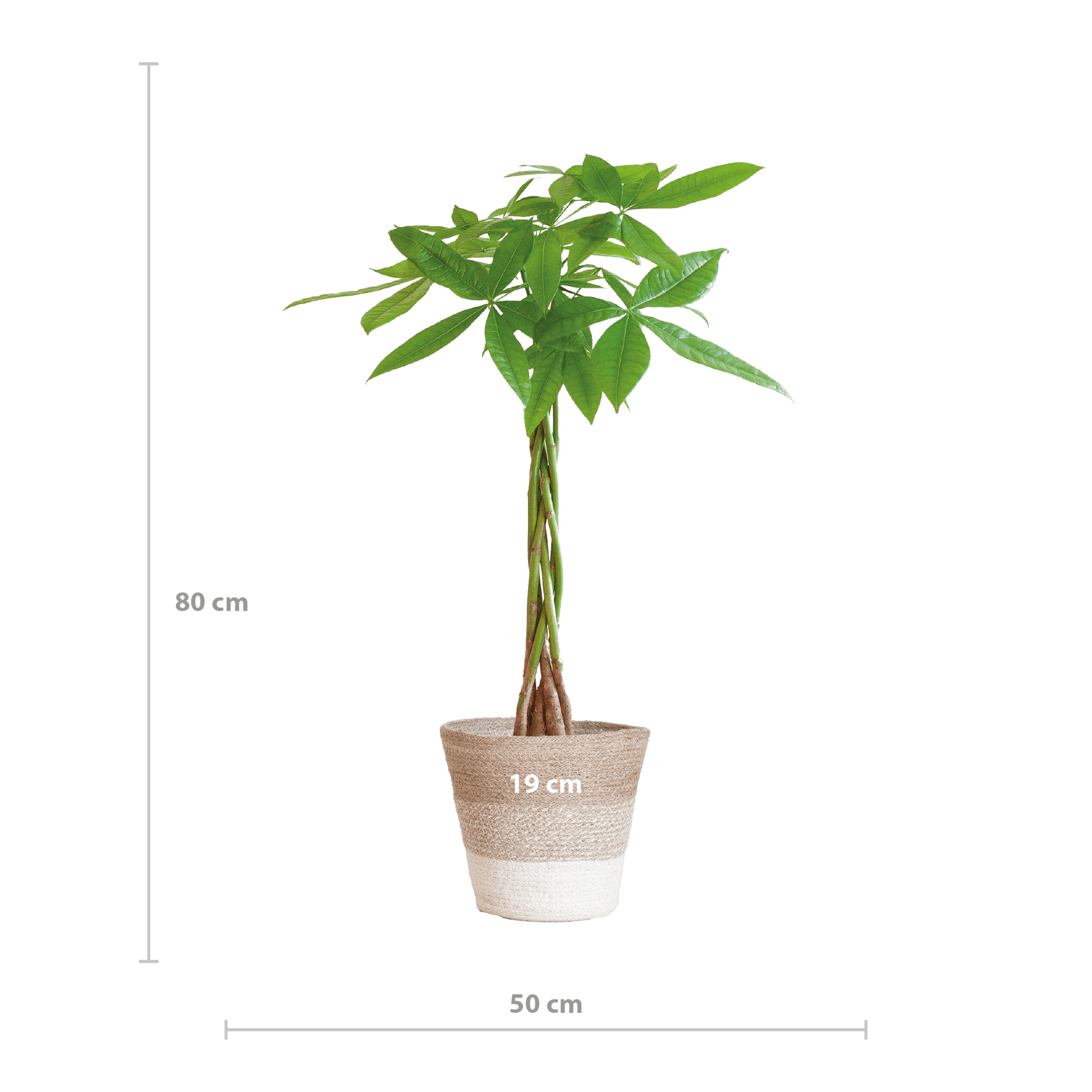 Pachira Aquatica