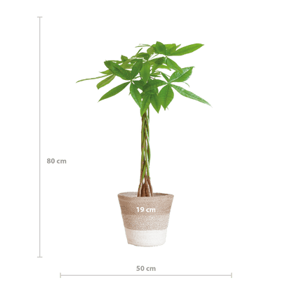 Pachira Aquatica