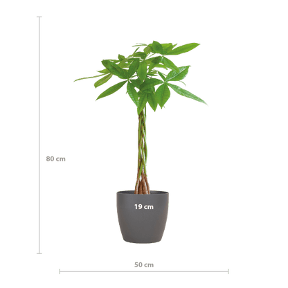 Pachira Aquatica
